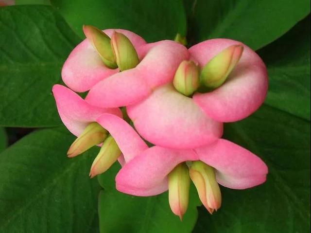 虎刺梅/铁海棠花