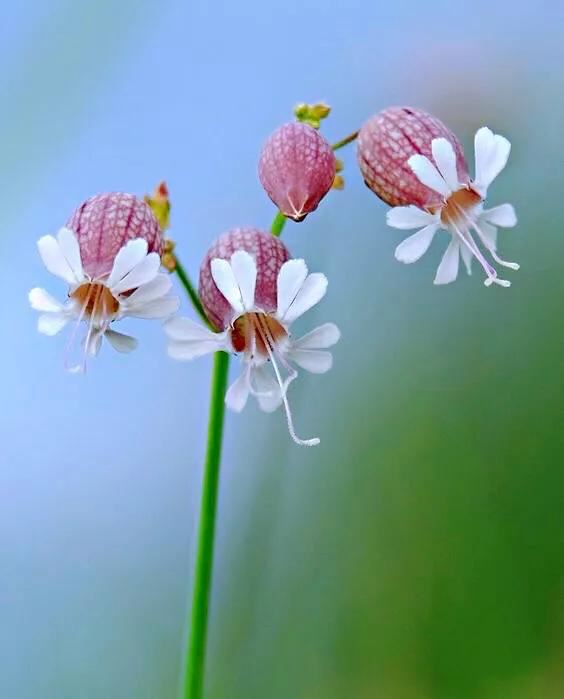 白玉草～铃铛般美丽的花朵