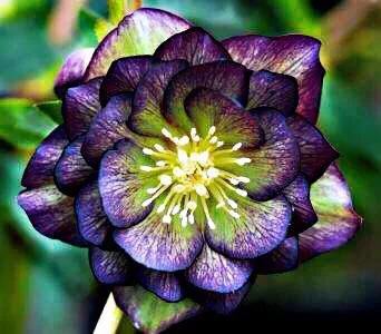 嚏根草~既可以观叶,也可以观花的常绿植物 嚏根草~既可以观叶,也可以观花的常绿植物