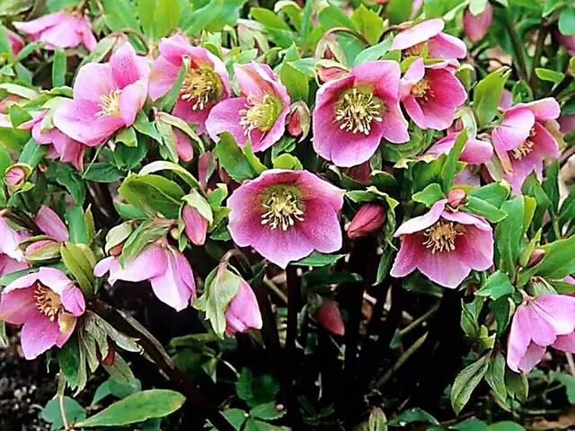 嚏根草~既可以观叶,也可以观花的常绿植物 嚏根草~既可以观叶,也可以观花的常绿植物