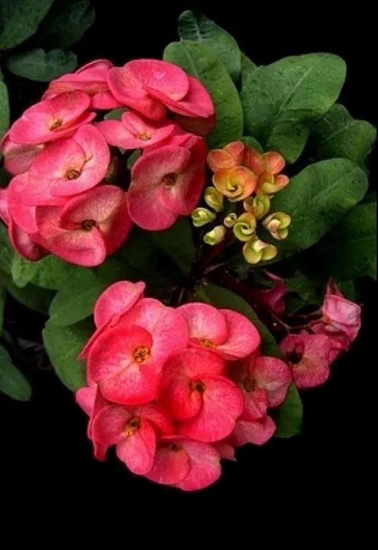 虎刺梅/铁海棠花