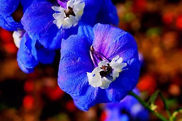 翠雀～花形如飞燕，花色多为蓝紫或淡紫，是珍贵的蓝色花卉资源