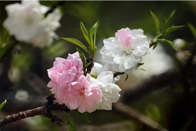 常见碧桃花品种举例