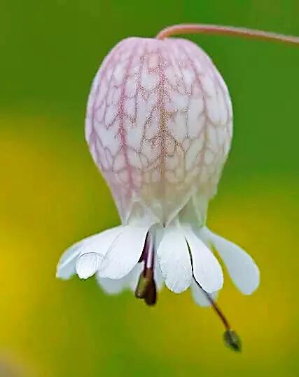 白玉草～铃铛般美丽的花朵