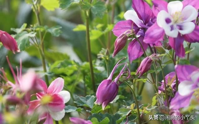 耧斗花开色彩缤纷，叶奇花美胜利之誓