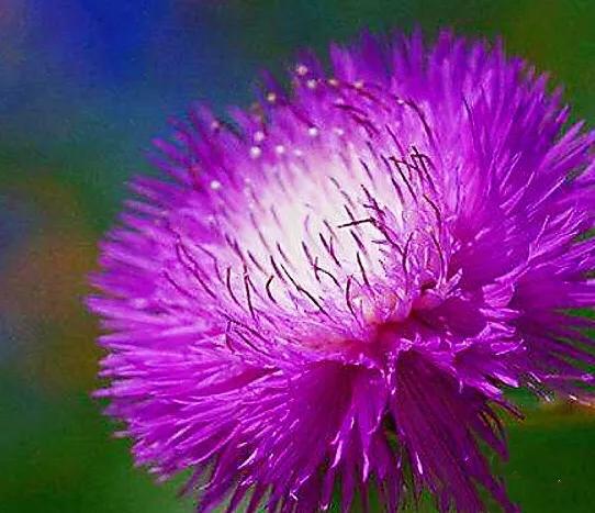 香矢车菊香香的花儿开了