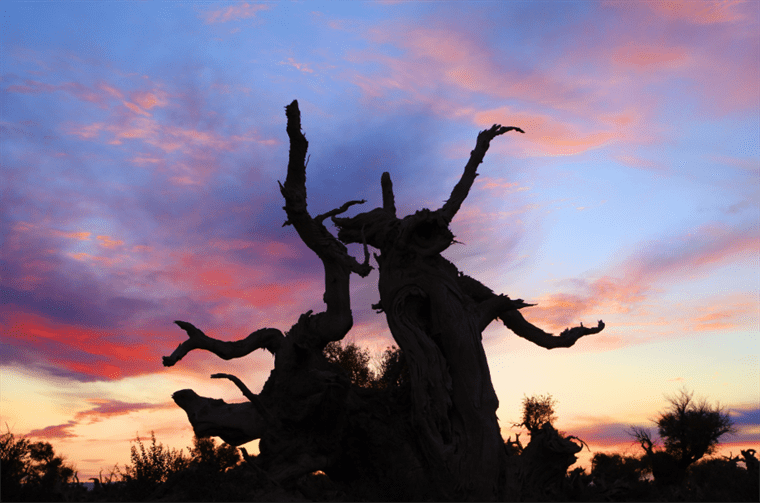 云游中国 | “云游”新疆伊吾，感受胡杨林的壮美