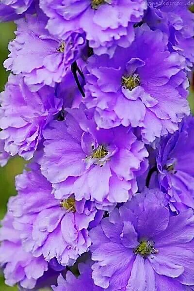 翠雀～花形如飞燕，花色多为蓝紫或淡紫，是珍贵的蓝色花卉资源