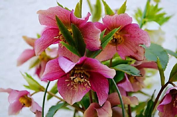 嚏根草~既可以观叶,也可以观花的常绿植物 嚏根草~既可以观叶,也可以观花的常绿植物