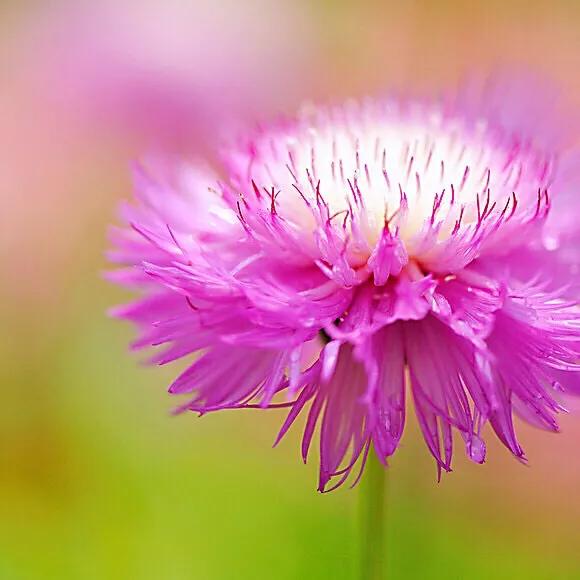 香矢车菊 · 香香的花儿开了 香矢车菊 · 香香的花儿开了