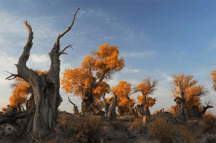 云游中国 | “云游”新疆伊吾，感受胡杨林的壮美