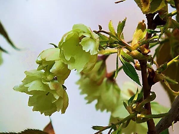 美在春天~淡绿淡黄的郁金樱 美在春天~淡绿淡黄的郁金樱