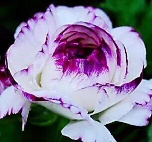 花毛莨～株姿玲珑秀美，花色丰富艳丽