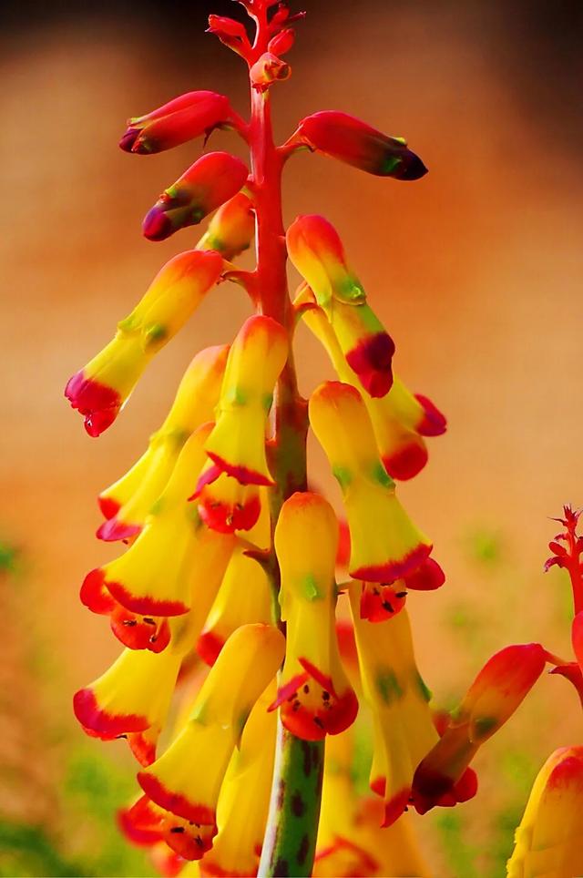 冬日里的四色立金花