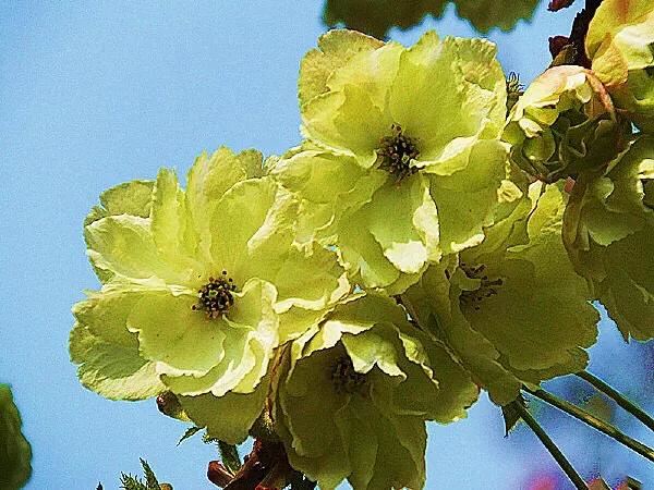 美在春天~淡绿淡黄的郁金樱 美在春天~淡绿淡黄的郁金樱