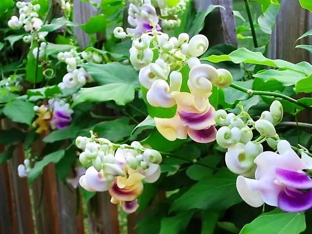 蜗牛藤~花蕾形似蜗牛低圆锥形的壳,故而得名。 蜗牛藤~花蕾形似蜗牛低圆锥形的壳,故而得名。