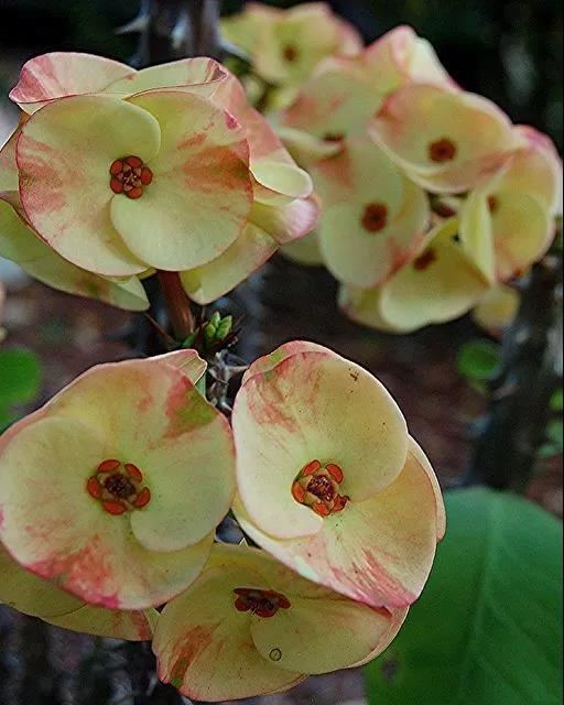 虎刺梅/铁海棠花