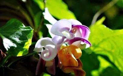 蜗牛藤~花蕾形似蜗牛低圆锥形的壳,故而得名。 蜗牛藤~花蕾形似蜗牛低圆锥形的壳,故而得名。