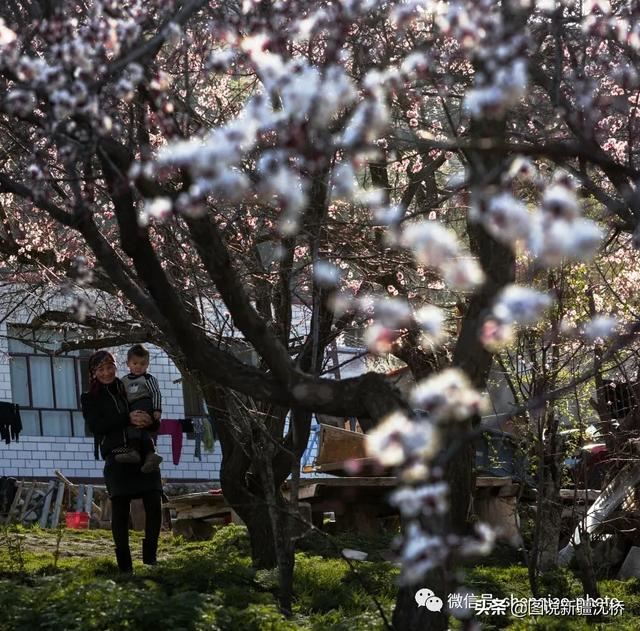 天山深处的小村庄,又是杏花盛开的季节 天山深处的小村庄,又是杏花盛开的季节
