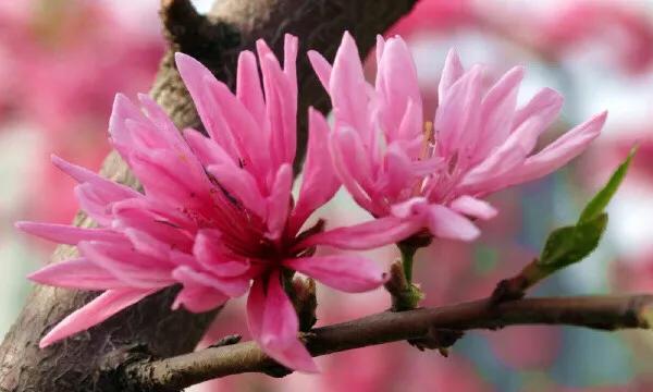 常见碧桃花品种举例