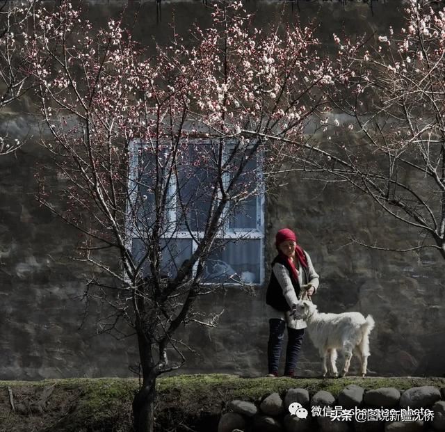 天山深处的小村庄,又是杏花盛开的季节 天山深处的小村庄,又是杏花盛开的季节