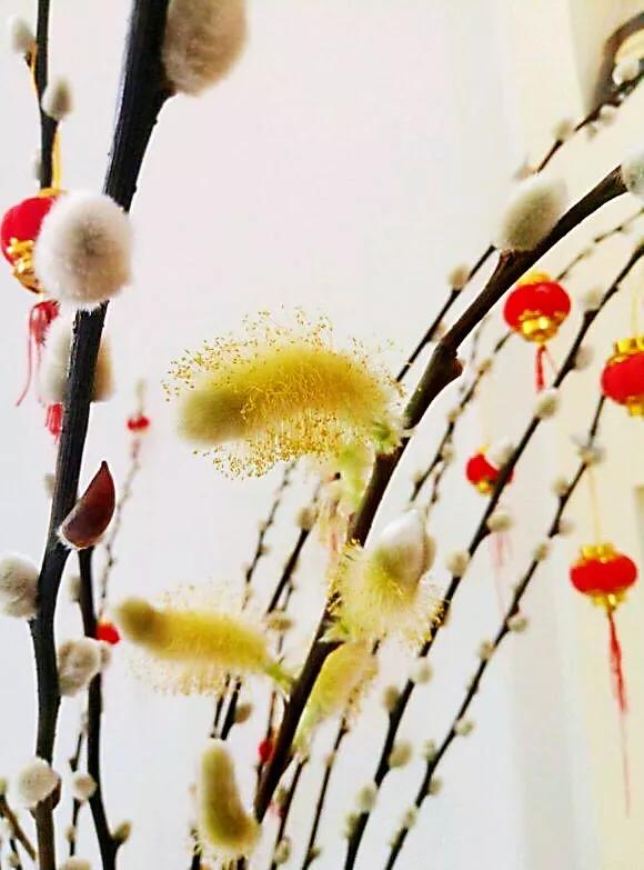 银柳～玉树银花满目春