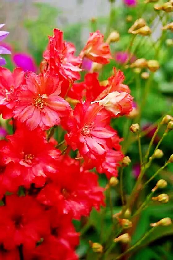 翠雀～花形如飞燕，花色多为蓝紫或淡紫，是珍贵的蓝色花卉资源