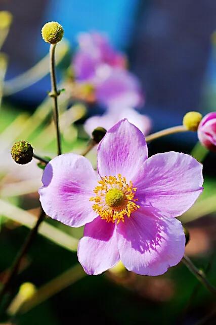 大火草～花朵淡粉红色或白色，素雅大方，可用来美化环境