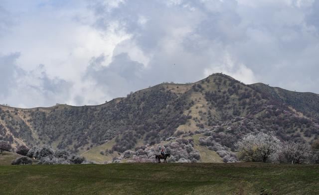 新疆伊犁杏花烂漫