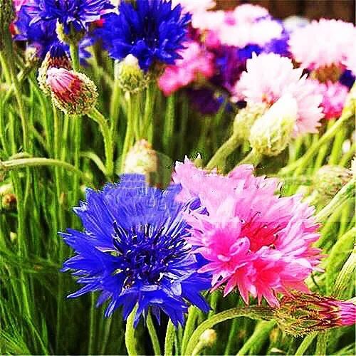 香矢车菊 · 香香的花儿开了 香矢车菊 · 香香的花儿开了