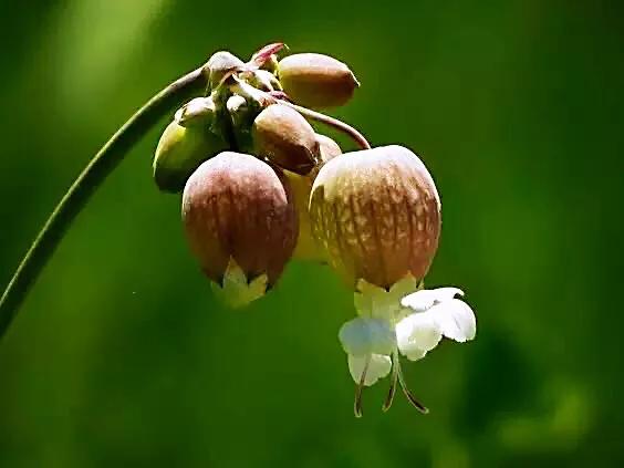 白玉草～铃铛般美丽的花朵