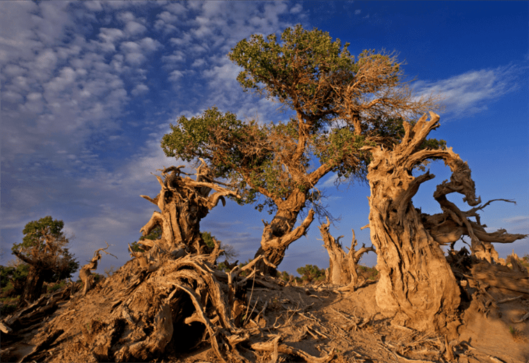 云游中国 | “云游”新疆伊吾，感受胡杨林的壮美