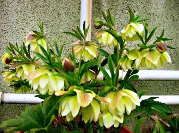 嚏根草~既可以观叶,也可以观花的常绿植物 嚏根草~既可以观叶,也可以观花的常绿植物