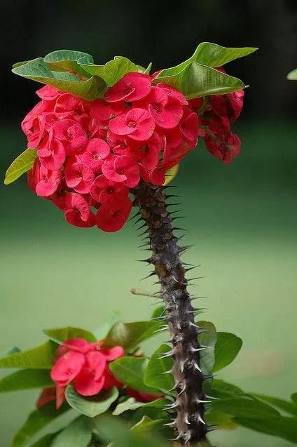 虎刺梅/铁海棠花