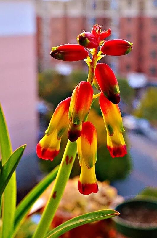 冬日里的四色立金花