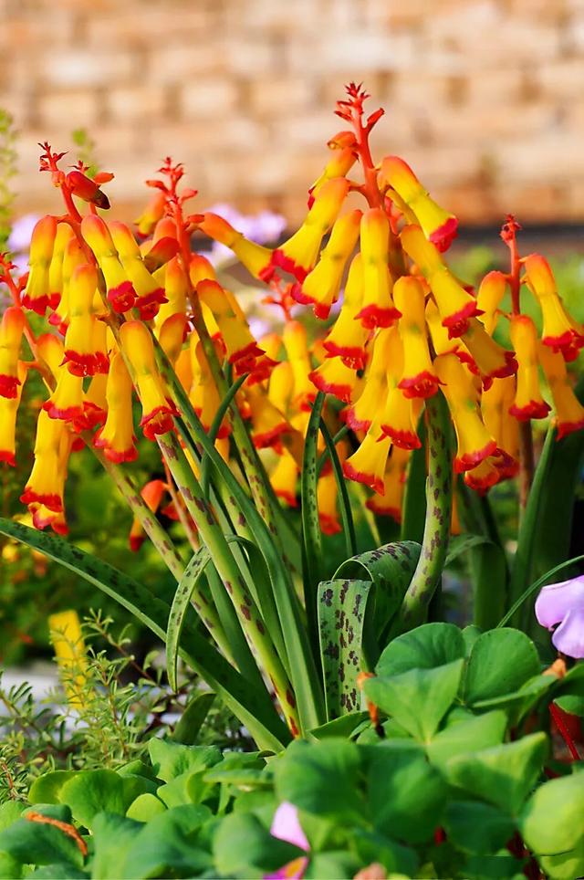 冬日里的四色立金花