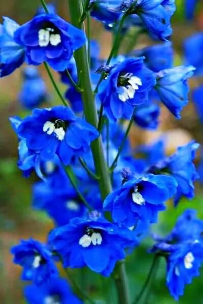 翠雀～花形如飞燕，花色多为蓝紫或淡紫，是珍贵的蓝色花卉资源