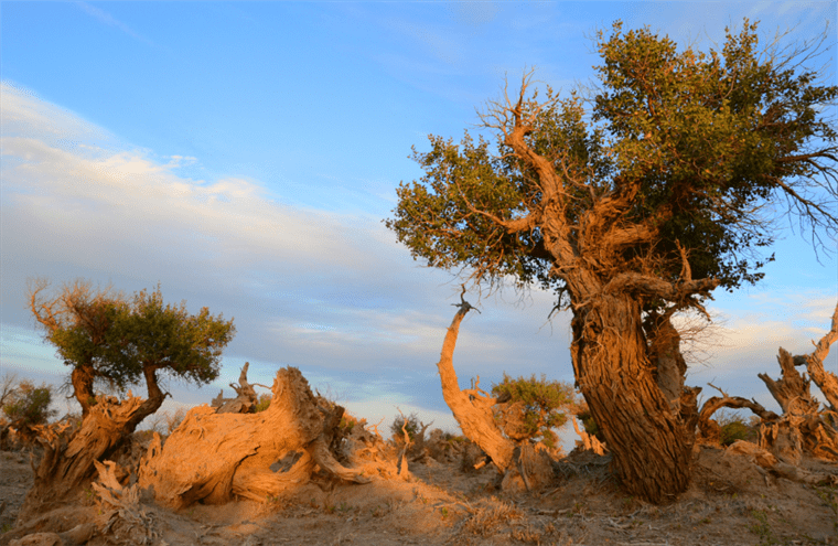 云游中国 | “云游”新疆伊吾，感受胡杨林的壮美