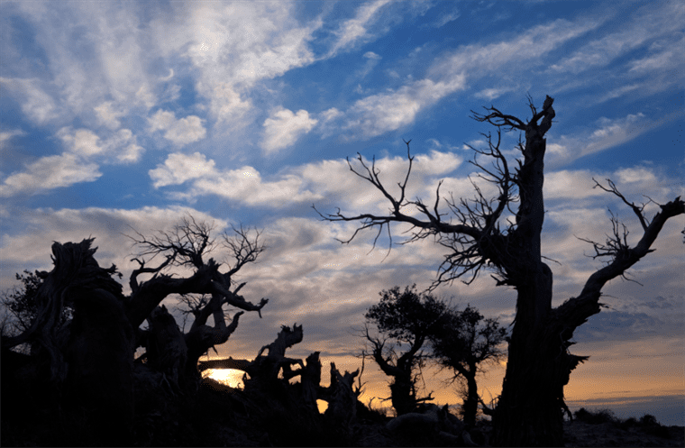 云游中国 | “云游”新疆伊吾，感受胡杨林的壮美