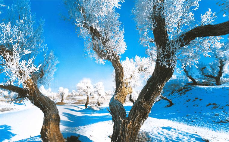 云游中国 | “云游”新疆伊吾，感受胡杨林的壮美