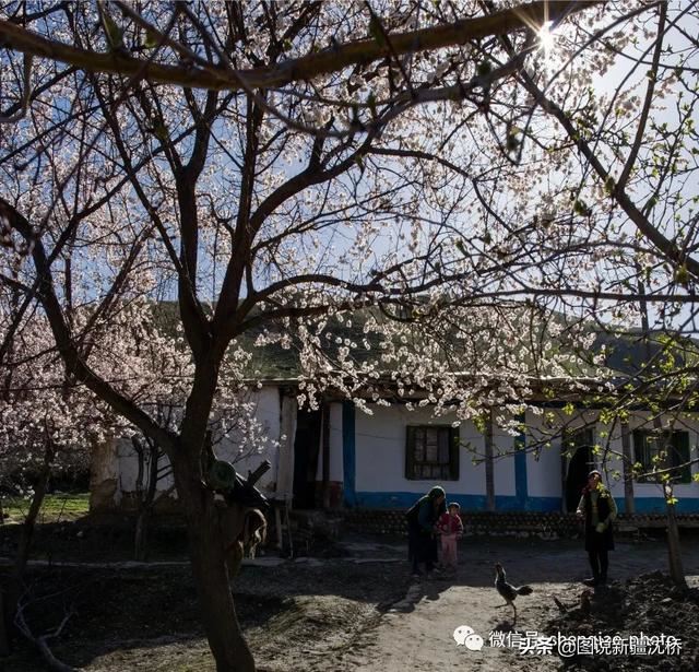 天山深处的小村庄,又是杏花盛开的季节 天山深处的小村庄,又是杏花盛开的季节