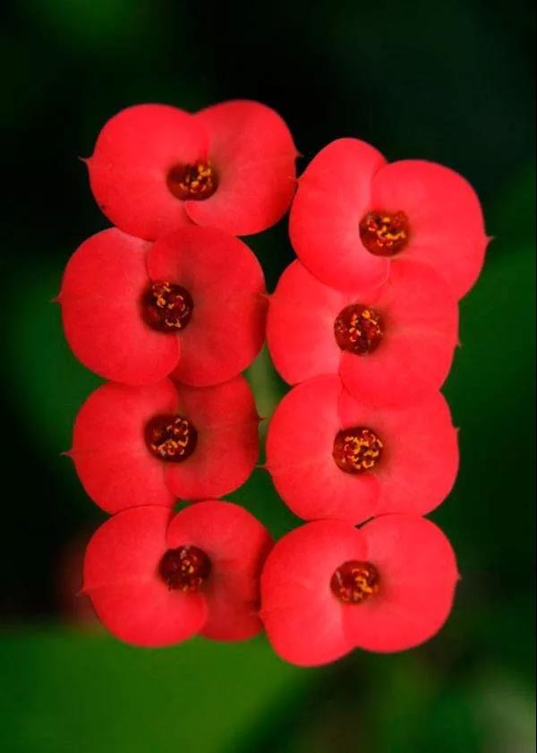 虎刺梅/铁海棠花