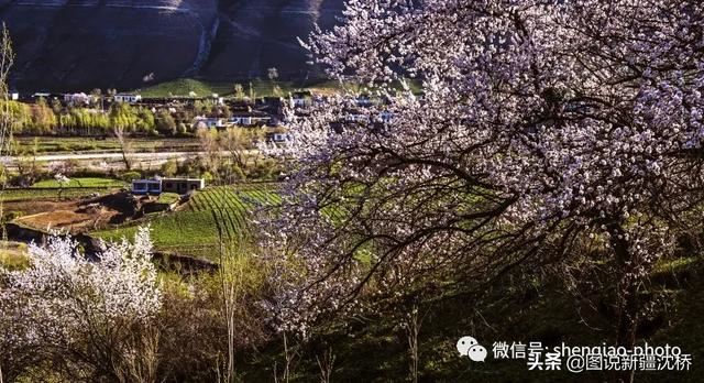 天山深处的小村庄,又是杏花盛开的季节 天山深处的小村庄,又是杏花盛开的季节