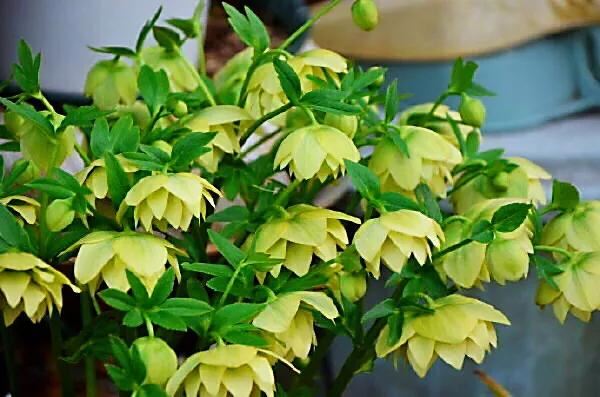 嚏根草~既可以观叶,也可以观花的常绿植物 嚏根草~既可以观叶,也可以观花的常绿植物