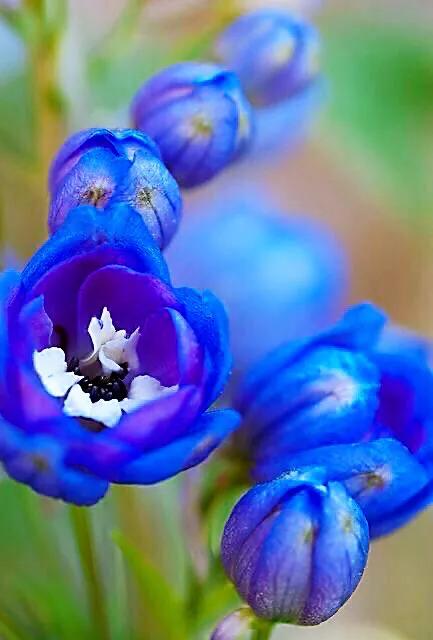 翠雀～花形如飞燕，花色多为蓝紫或淡紫，是珍贵的蓝色花卉资源