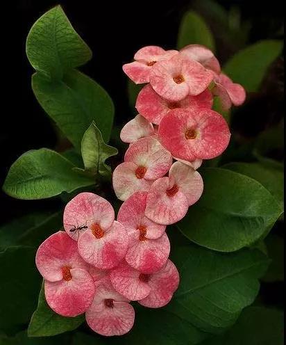 虎刺梅/铁海棠花