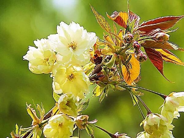 美在春天~淡绿淡黄的郁金樱 美在春天~淡绿淡黄的郁金樱