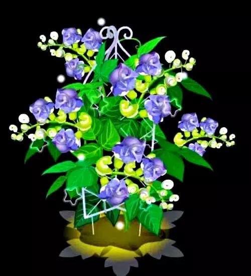 蜗牛藤~花蕾形似蜗牛低圆锥形的壳,故而得名。 蜗牛藤~花蕾形似蜗牛低圆锥形的壳,故而得名。