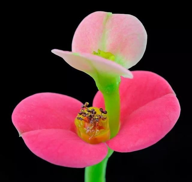 虎刺梅/铁海棠花