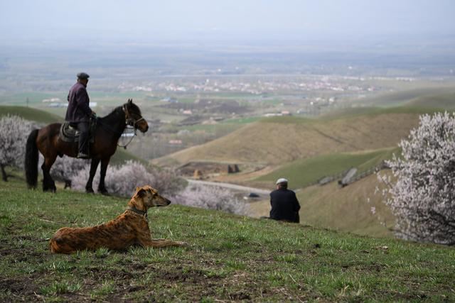 新疆伊犁杏花烂漫